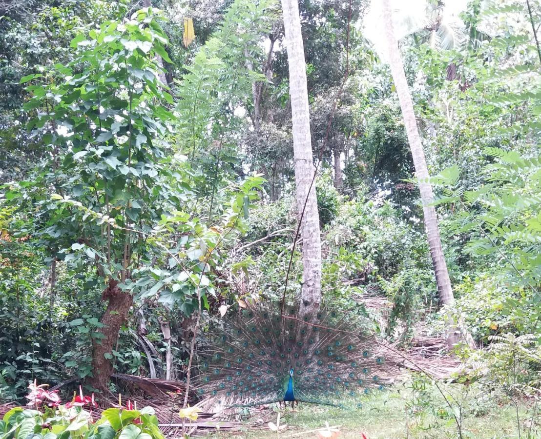 Cashew Villa Hiriketiya Dikwella Sur Exterior foto