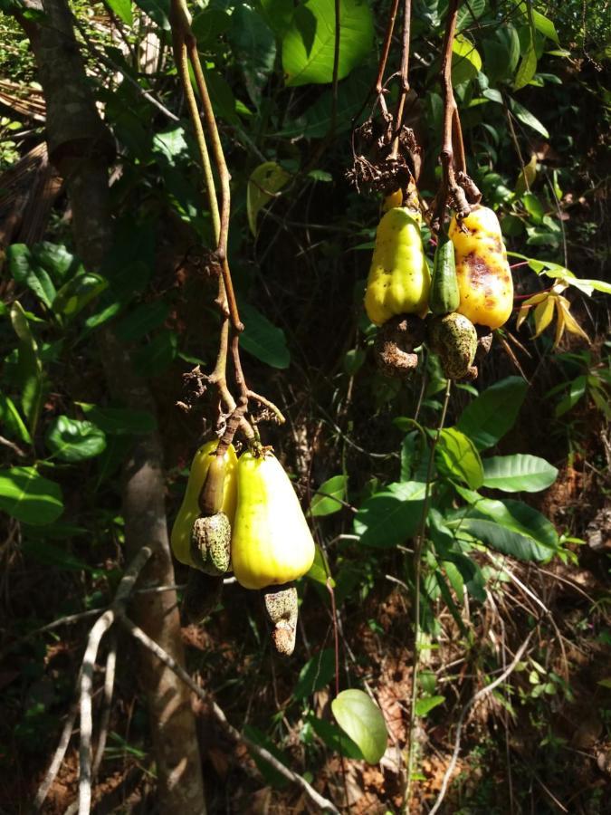 Cashew Villa Hiriketiya Dikwella Sur Exterior foto